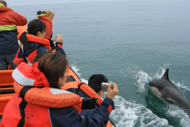 Watching the dolphins frolick beside the boat